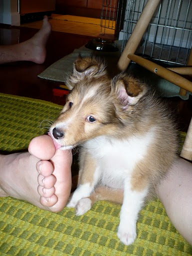 Dog owners -  post puppy pics! :  wedding Toe Licking Finn