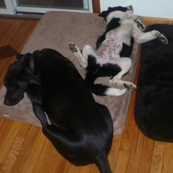 My dog is a sprawler... :  wedding Missy And Roxy