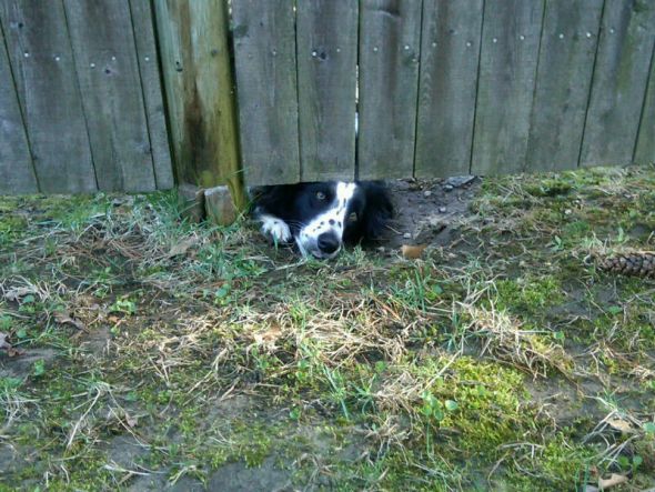 I need a great trick to teach my dog! :  wedding Roxy Fence