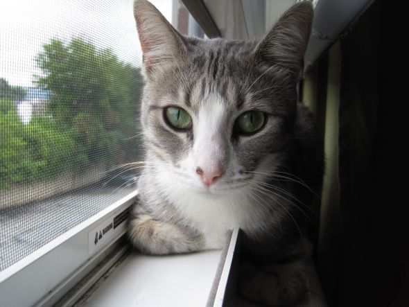 Lets show off our pets! :  wedding 002