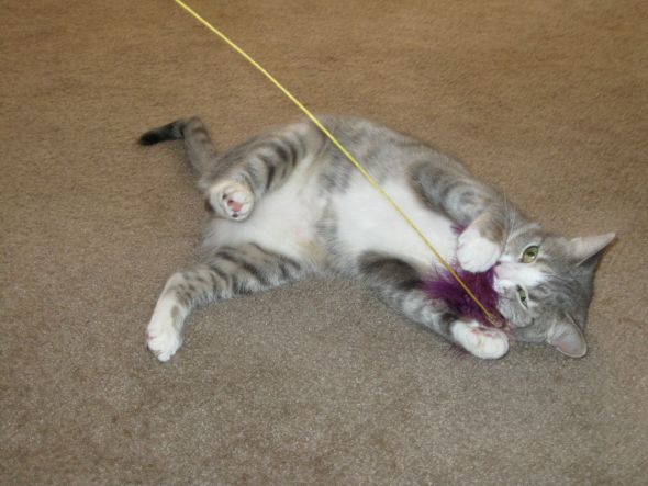 Lets show off our pets! :  wedding 025