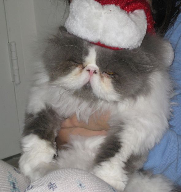 Animals In Festive Holiday Costumes :  wedding 001