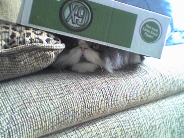 My cats' ingenious hiding techniques - Post your funny pet photos!!! :  wedding 09