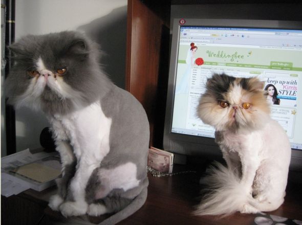 Cats against Weddingbee! :  wedding Cats