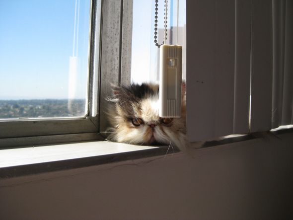 just had to share (cute pics of your pets) :  wedding Pc 003