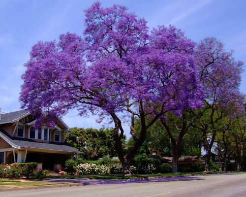 Planting a tree when a baby is born? :  wedding baby tree tree Jacaranda