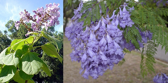 Planting a tree when a baby is born? :  wedding baby tree tree Leaves