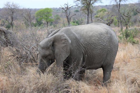Honeymoon recap part 1: Safari time! Insanely pic heavy :) :  wedding Honeymoon 026