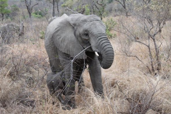 Honeymoon recap part 1: Safari time! Insanely pic heavy :) :  wedding Honeymoon 028