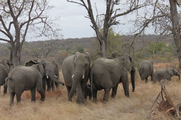 Honeymoon recap part 1: Safari time! Insanely pic heavy :) :  wedding Honeymoon 036
