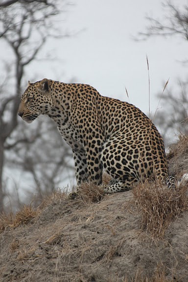 Honeymoon recap part 1: Safari time! Insanely pic heavy :) :  wedding Honeymoon 102
