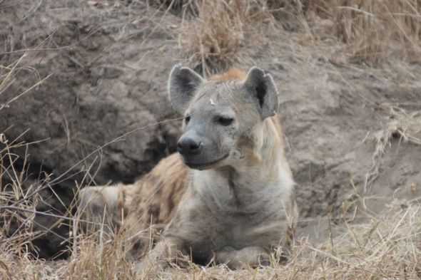 Honeymoon recap part 1: Safari time! Insanely pic heavy :) :  wedding Honeymoon 110