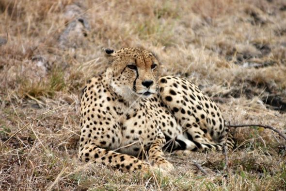 Honeymoon recap part 1: Safari time! Insanely pic heavy :) :  wedding Honeymoon 140