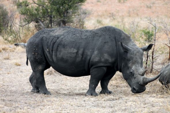 Honeymoon recap part 1: Safari time! Insanely pic heavy :) :  wedding Honeymoon 155