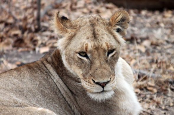 Honeymoon recap part 1: Safari time! Insanely pic heavy :) :  wedding Honeymoon 203