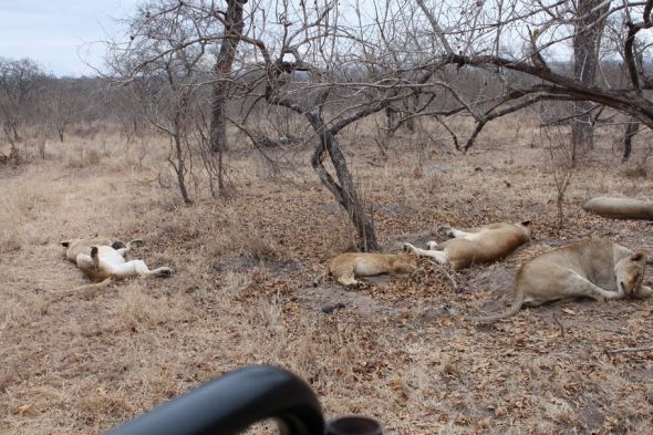Honeymoon recap part 1: Safari time! Insanely pic heavy :) :  wedding Honeymoon 212