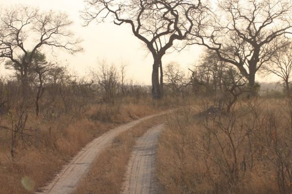 Honeymoon recap part 1: Safari time! Insanely pic heavy :) :  wedding Honeymoon 297
