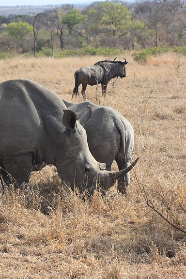 Honeymoon recap part 1: Safari time! Insanely pic heavy :) :  wedding Honeymoon 353