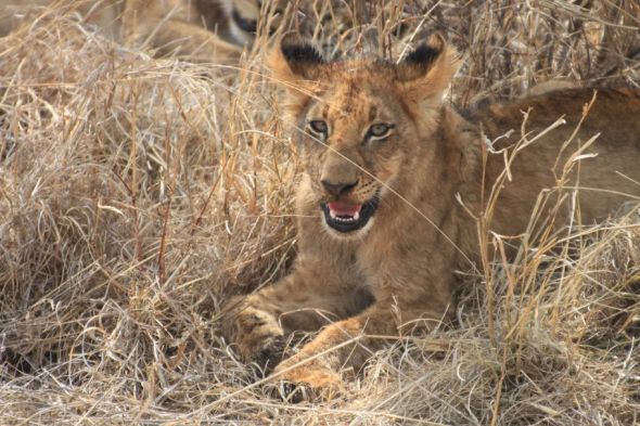 Honeymoon recap part 1: Safari time! Insanely pic heavy :) :  wedding Honeymoon 386