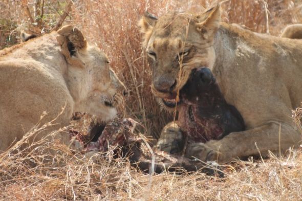 Honeymoon recap part 1: Safari time! Insanely pic heavy :) :  wedding Honeymoon 400