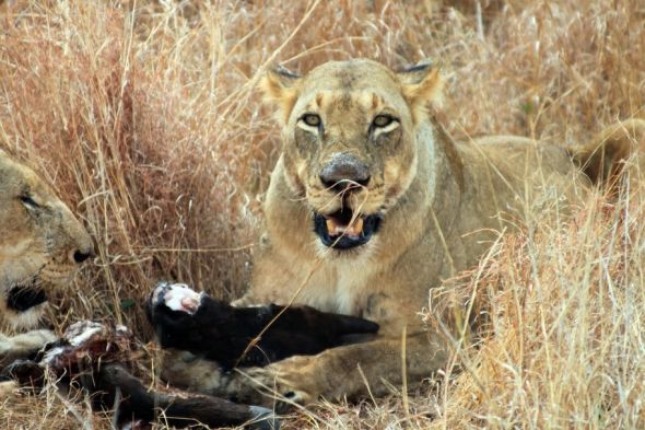Honeymoon recap part 1: Safari time! Insanely pic heavy :) :  wedding Honeymoon 402