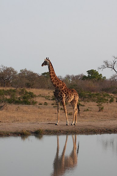 Honeymoon recap part 1: Safari time! Insanely pic heavy :) :  wedding Honeymoon 454