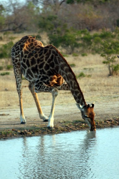Honeymoon recap part 1: Safari time! Insanely pic heavy :) :  wedding Honeymoon 460