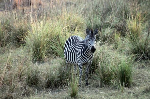 Honeymoon recap part 2: Victoria Falls :  wedding Honeymoon 551