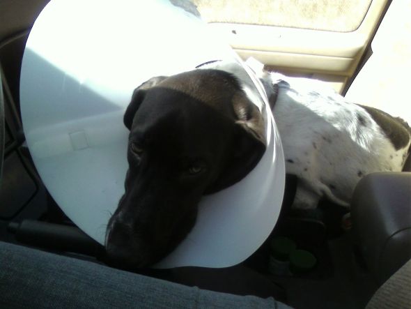 my poor baby! : wedding 0314071132