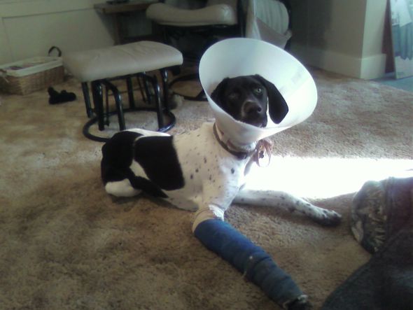 my poor baby! : wedding 0315071037