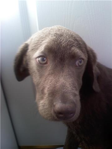 Our New Puppy!!!!! :  wedding GetAttachment.aspxpuppy