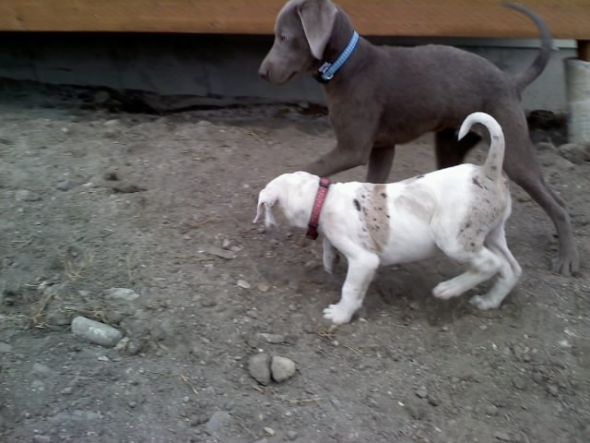 Our New Puppy!!!!! : wedding Play