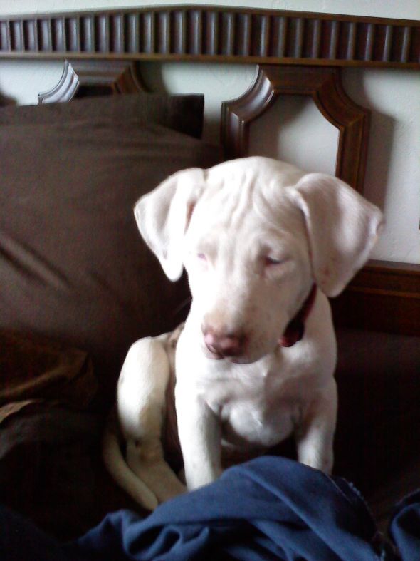 Our New Puppy!!!!! : wedding Sally