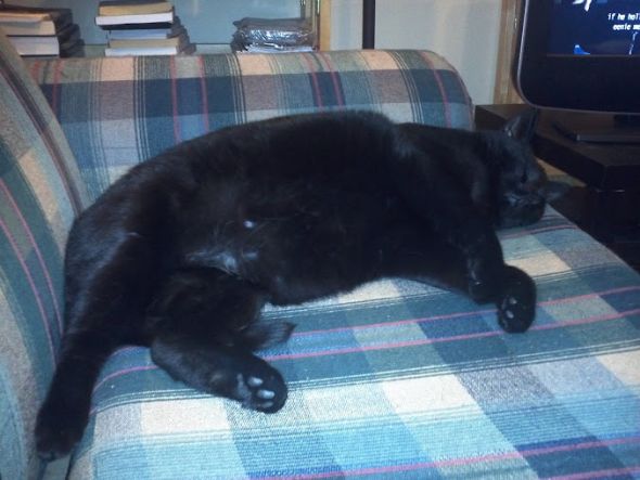 Cute overload!!  Post your sleepy puppy/kitten pics! :  wedding IMG 20111101 193233