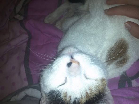Cute overload!!  Post your sleepy puppy/kitten pics! :  wedding IMG 20111108 191022