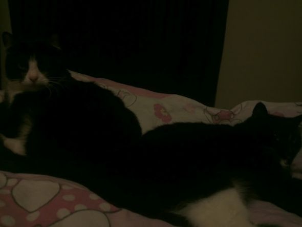 Cute overload!!  Post your sleepy puppy/kitten pics! :  wedding IMG 20111214 114631