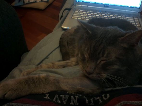 Cute overload!!  Post your sleepy puppy/kitten pics! :  wedding Me And Mony Wfh