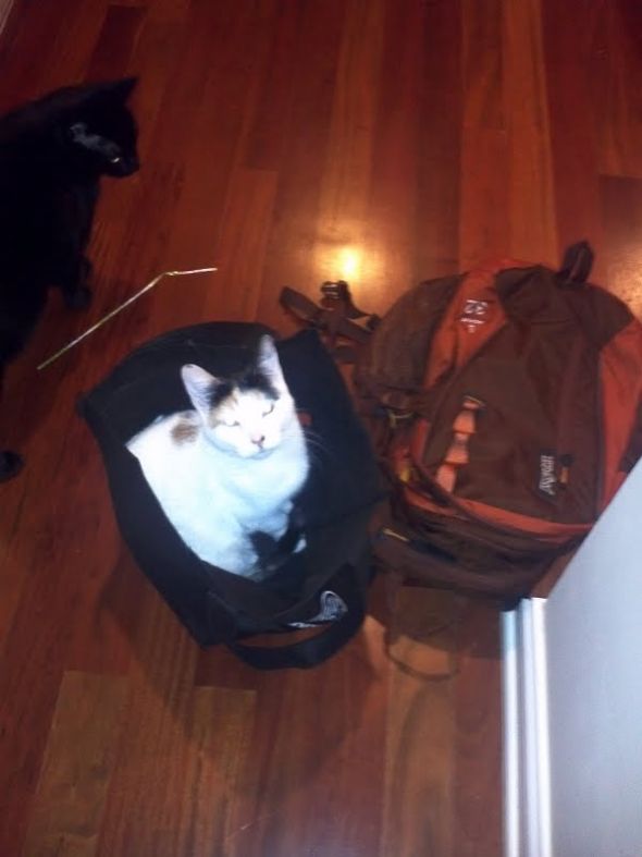 Naughty yet adorable pets! : wedding Sillycat