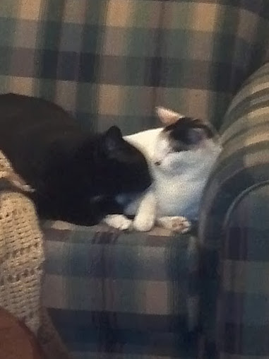 Cute overload!!  Post your sleepy puppy/kitten pics! :  wedding Sneaky