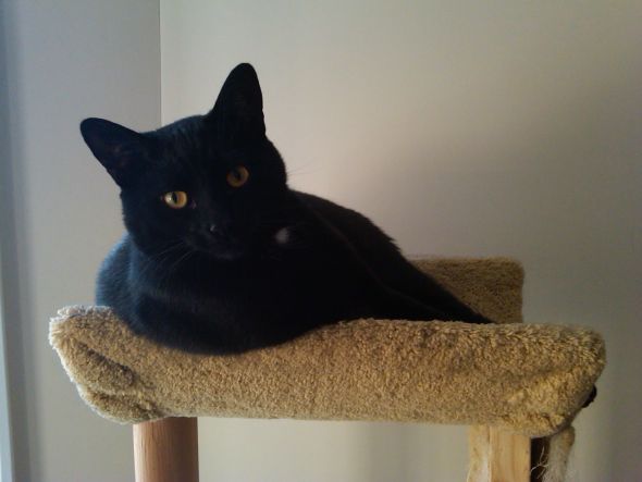 This is for all fur mom's out there! :  wedding animals fur babies cats dogs Snugsface