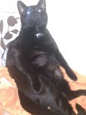 This is for all fur mom's out there! :  wedding animals fur babies cats dogs Snugsfunny