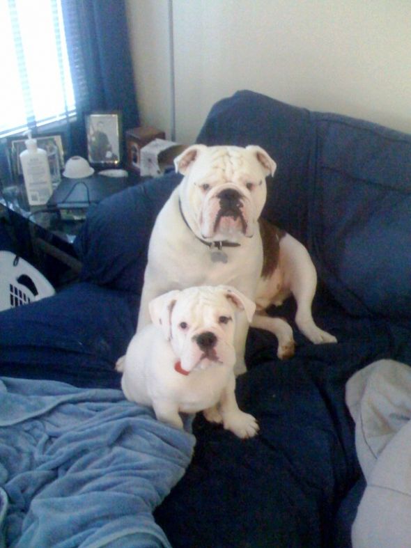 Pics of your pets!! :  wedding Bb