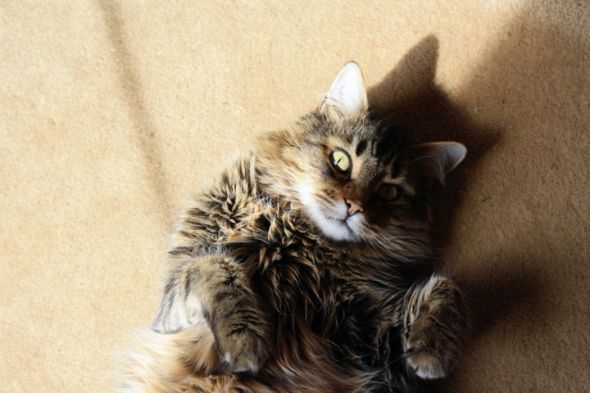 just had to share (cute pics of your pets) : wedding 29522 709484689889 5800685 39453759 6191907 N