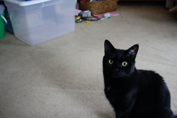 just had to share (cute pics of your pets) : wedding 30020 700542709689 5800685 39185151 1837974 N