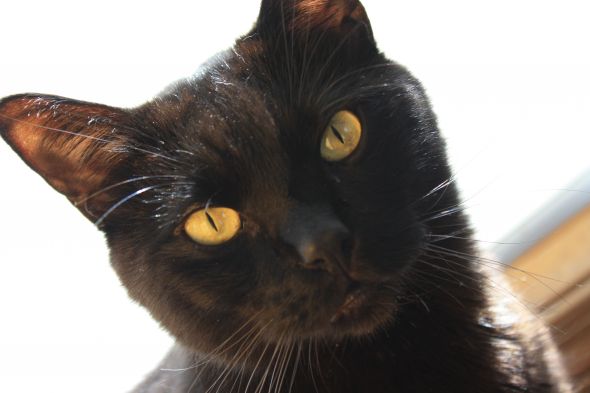 just had to share (cute pics of your pets) :  wedding IMG 2286
