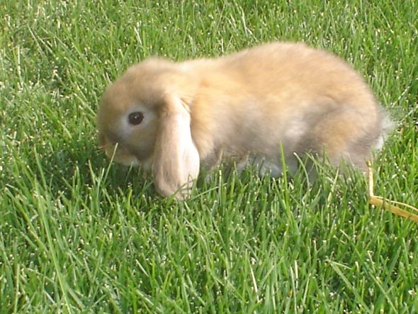 Pics of your pets!! :  wedding Hewie B Day Aug 4 2007