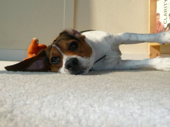 How did you name your pet? :  wedding pet names N556481014 1491963 6021