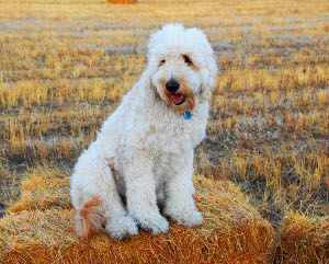 Let's show our furry friends! : wedding pets puppy kitten cute pictures Fieldcrop