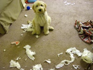 Let's show our furry friends! : wedding pets puppy kitten cute pictures Naughtycrop
