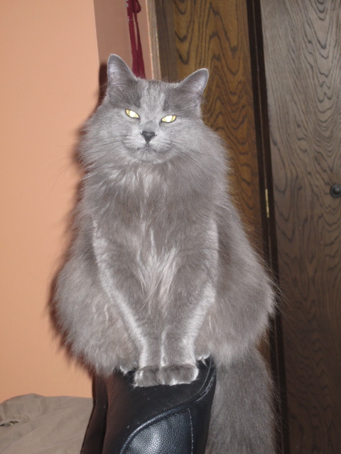Pets No Longer With Us (Share your pictures/memories!) :  wedding IMG 0221
